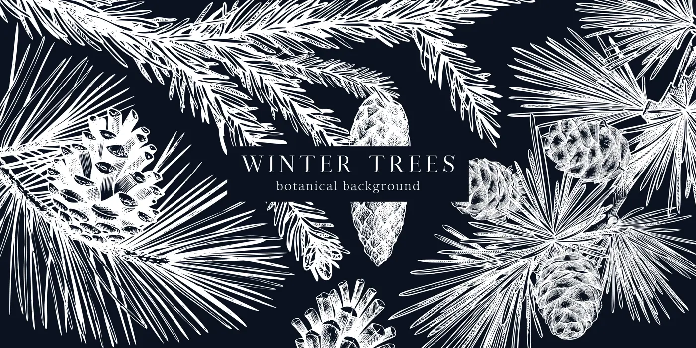 Christmas background on chalkboard. Vector frame with hand drawn conifer plants and cones sketch: fir, spruce, pine, larch. Vintage design for Christmas decoration. Winter trees botanical illustration Illustration